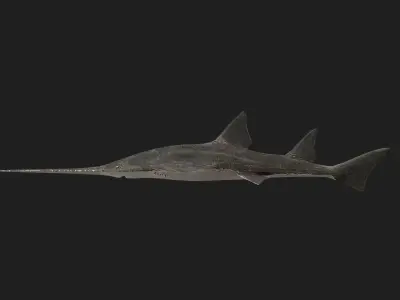Knifetoothsawfish Low-poly 3D model