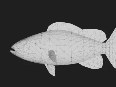 Grouper Low-poly 3D model order