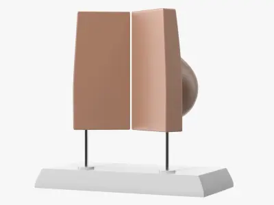  Female Breast Anatomy Model Pre-Pregnancy 