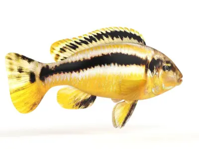 Auratus Fish 3D model