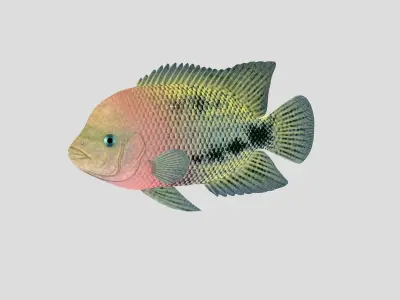 Fish Collection 01 Low-poly 3D model