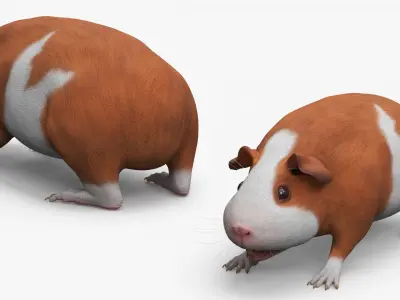  Smooth Coat Guinea Pig Brown White 