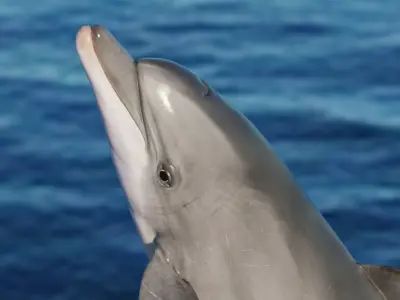 Dolphin Animated  Low-poly 3D model