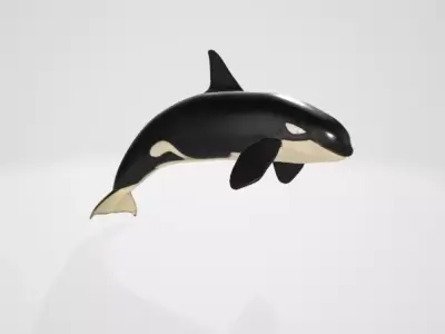 Killerwhale 3D model