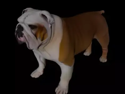 English Bulldog DOG 3D MODEL 3D model