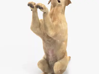 Begging White Labrador Dog Animated Rigged for Cinema 4D 3D model