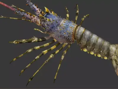 Australian lobster Low-poly 3D model purchase