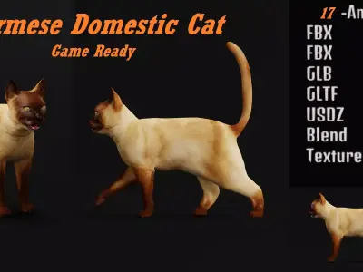 Burmese Domestic Cat Free low-poly 3D model