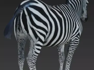 Zebra 3D model buy