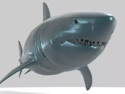 Great White Shark Realstic Free 3D model purchase