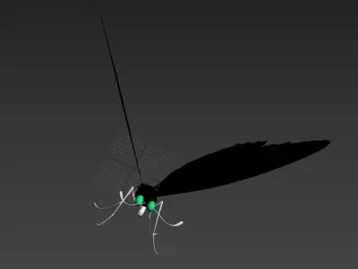Butterfly 3D model 3