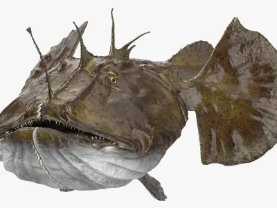 Angler Rigged for Maya 3D model
