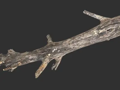 Tree trunk 3D scan 3D model