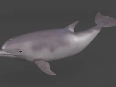 Dolphin 3D model 2