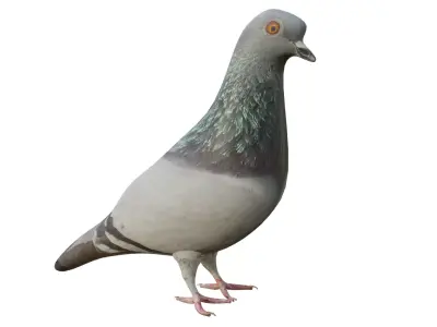 Pigeon Low-poly 3D model purchase