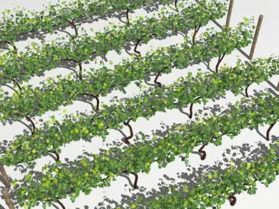  Vineyard 