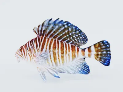 Fish Animal Free 3D model