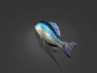 Crappie bluegill fish Low-poly 3D model