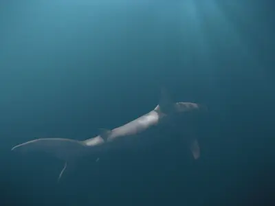 shark Free 3D model purchase