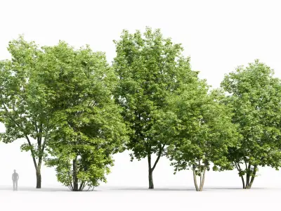 Maple-tree Pack #1 3D model