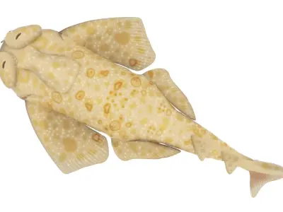 Angel Shark 3D model