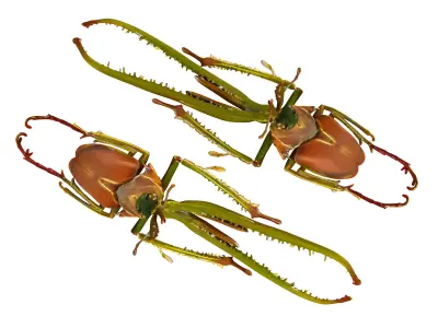 Insect 3D model 3