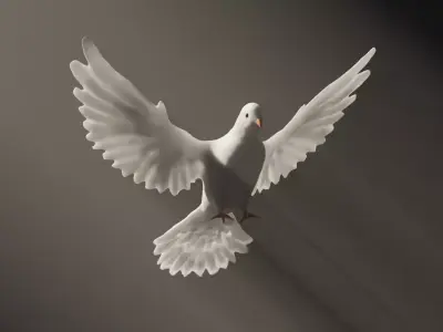 White dove 3D model