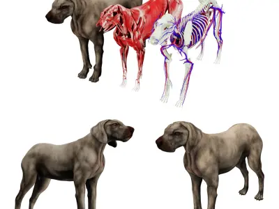  Dog Anatomy with internal organs 4k textures 