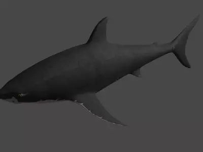 tiburon Free low-poly 3D model