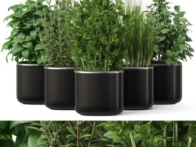  Plants collection 261 