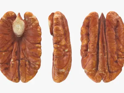 Pecan - 3D Scanned Collection 3D model