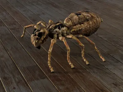 Spider Low-poly 3D model shop