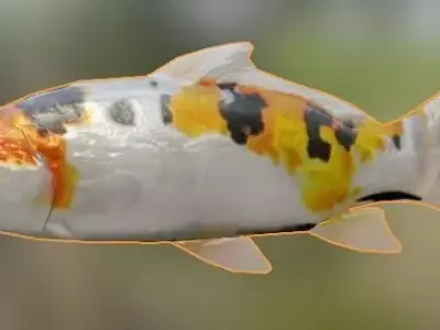 Koi Fish 3D model