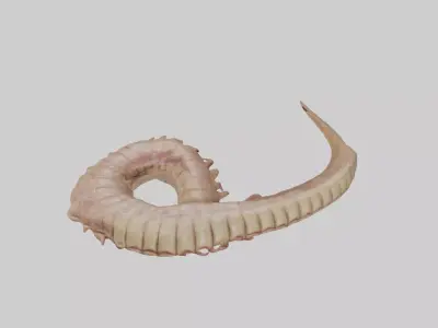 Crocodile Large Intestine Low-poly 3D model