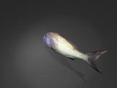 Steenbras fish Low-poly 3D model