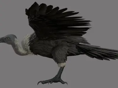vulture 3D model buy