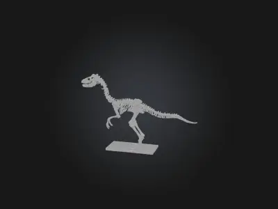 Realistic Velociraptor Skeleton Model Low-poly 3D model