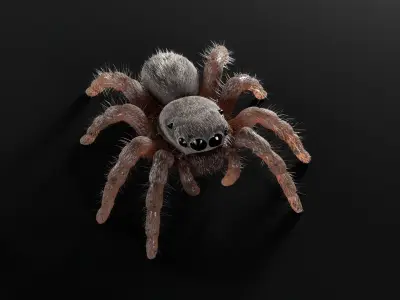 Jumping Spider Low-poly 3D model get