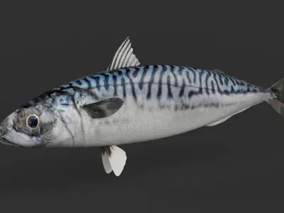 Mackerel Fish 3D model purchase