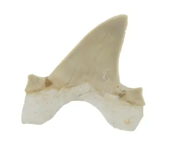 Realistic - Shark Tooth Low-poly 3D model