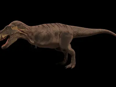 Tyrannosaurus rex 3D model 6