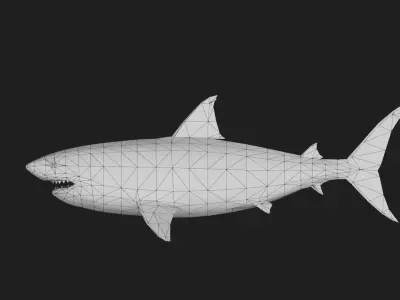 Shark Low-poly 3D model 14