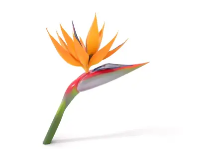 Bird of Paradise Flower model pack Low-poly 3D model
