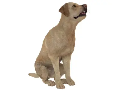 Begging White Labrador Dog Animated Rigged for Cinema 4D 3D model
