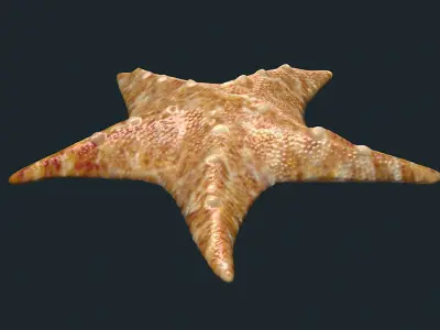 fish Sea Stars Pentagrams sea creatures animals ocean 3D model