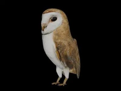 Barn Owl and white goose bird Low-poly 3D model