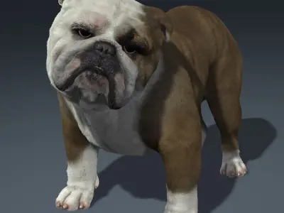 Bulldog 3D model get