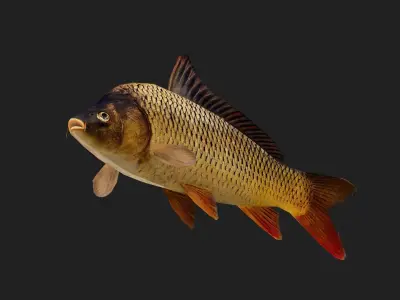 Carp fish Low-poly 3D model get