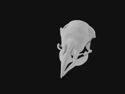 Turkey skull 3D model
