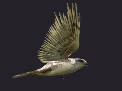 hawk animated Low-poly 3D model